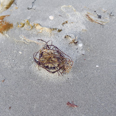 Laesoe / Denmark: Eelgrass and seaweed seem to form an ingenious little nest on the beach at Bloeden Hale