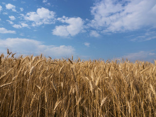 Wheat field