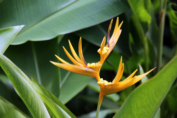 Obraz premium Hummerschere, Helikonie (Heliconia spec.)