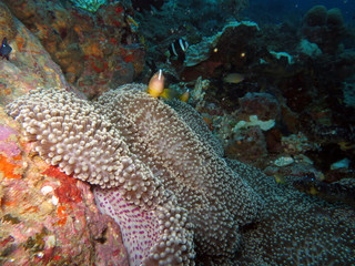 Oranger Weißrücken-Anemonenfisch auf Mertens Riesenanemone
