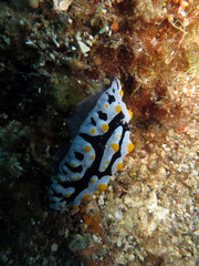 Warzenschnecke Phyllidia spec.