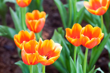 Fototapeta premium Tulip is beautiful flower in nature and look happy then.
