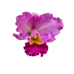 Orchid is a kind of plant with beautiful flower on white background.