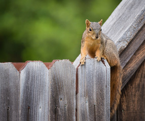 Cute Eastern fox squirrel (Sciurus niger) sitting on a wooden fence in the backyard. Natural green background with copy space. - Powered by Adobe