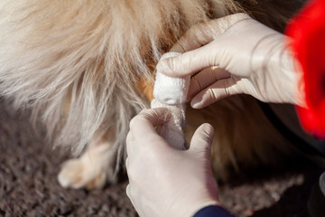 german animal medic puts bandage on a dog