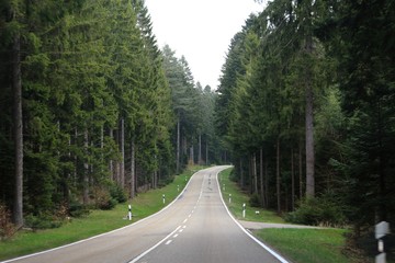 Fototapeta premium Black forest