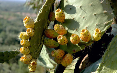 Figuier de Barbarie jaune, Marrakech, Maroc
