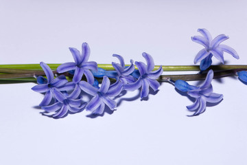 Hyacinths and spring