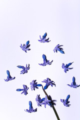 Hyacinths and spring