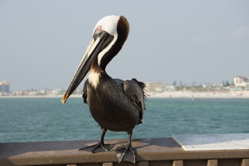 Bird at clearwater