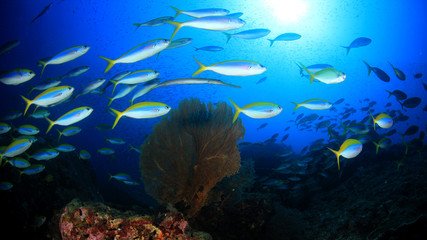 Naklejka na ściany i meble Fish on coral reef