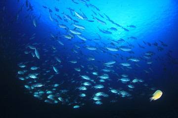 Fototapeta na wymiar Trevally fish (Jacks) in ocean