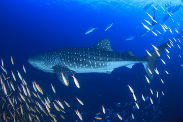 Obraz premium Whale Shark 