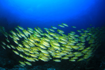 Naklejka na ściany i meble Fish on coral reef
