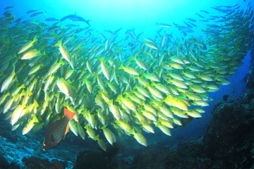 Fish on coral reef