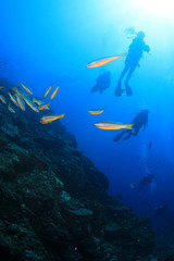 Scuba diving coral reef and fish