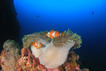 Clownfish. Clown Anemonefish and anemone on coral reef