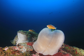 Clownfish. Clown Anemonefish and anemone on coral reef