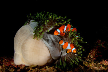 Clownfish. Clown Anemonefish and anemone on coral reef