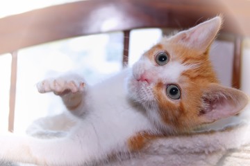 ADORABLE ORANGE AND WHITE TABBY KITTEN