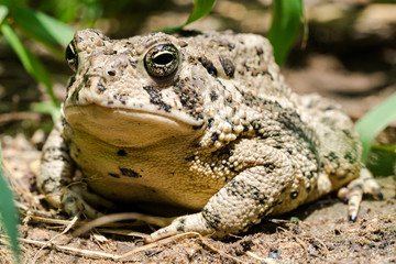 toad