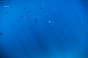 Obraz na płótnie Canvas Tropical wildlife with fish. Diving in ocean.