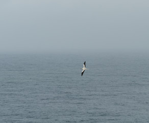 Naklejka premium Soaring red footed booby at the Kilauea National Wildlife Refuge on Kauai, Hawaii, in winter after a major rainstorm