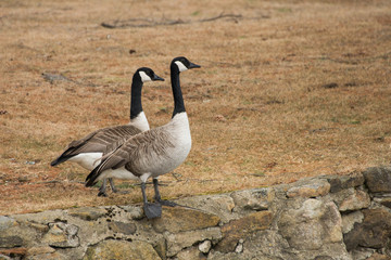 Two Canada geese standing on top of a rock wall in early spring.