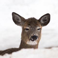 Whitetail deer in the snow making a funny face