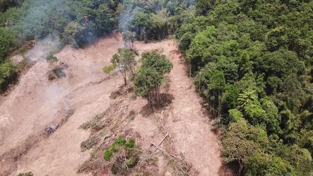 Deforestation. Rainforest environment destroyed