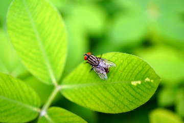 A fly hanging on edge of the leaf