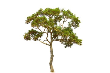Obraz premium Isolate green tree on white background. Tropical tree and scientific name Dipterocarpus intricatus. 