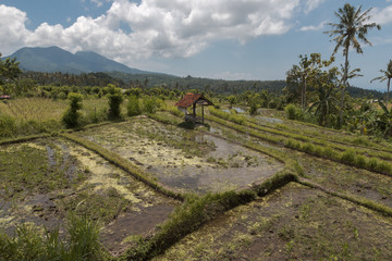 Fototapeta na wymiar Landscape in Bali island .