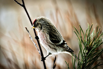 Common Redpoll bird perched on birch stump facing left. Soft background.