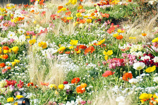 11 597 Best お花畑 Images Stock Photos Vectors Adobe Stock 11 597 Best お花畑 Images Stock Photos Vectors Adobe Stock