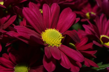 Marguerite daisy macro