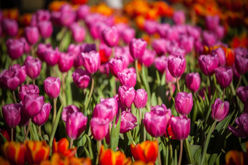 Tulips in the garden at the morning.