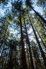 Fototapeta premium tall trees in the forest under the blue sky