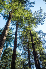 Obraz premium Towering giant tree with blue sky background