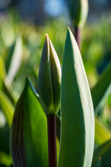 green tulip flower buds in the field under the sun