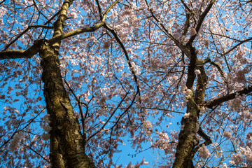 pink cherry blossom under the blue sky