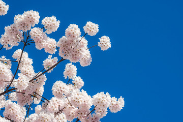 light pink sakura flower against blue clear sky