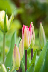 Pink tulip ready to bloom
