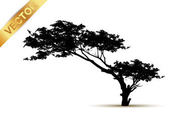 Fototapeta premium tree silhouette isolated on white background.
