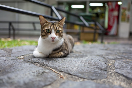 A street cat in Singapore