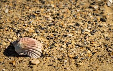Shell on Beach Tasmania