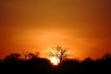 Fototapeta na wymiar sunset at kruger national park - south africa - safari