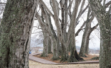 겨울철의 서어나무 풍경