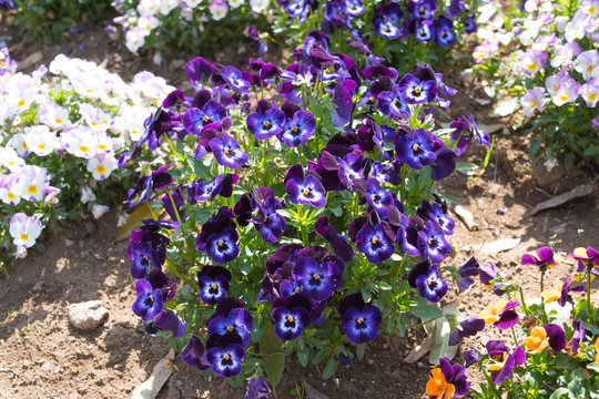 3 Best スミレ科の花 Images Stock Photos Vectors Adobe Stock