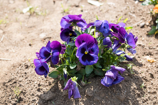 3 Best スミレ科の花 Images Stock Photos Vectors Adobe Stock